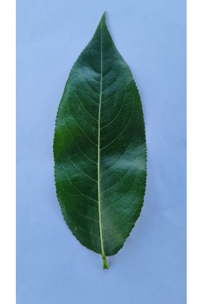 Верба п’ятитичинкова - вигляд верхньої поверхні листка 